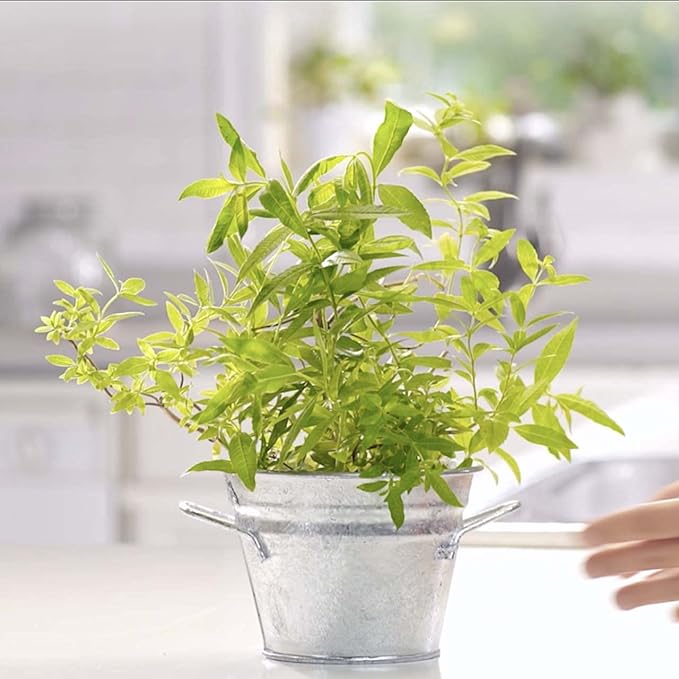 Mrs. Meyer's Tub and Tile Cleaner, Lemon Verbena - (Case of 6 - 33 fl oz)