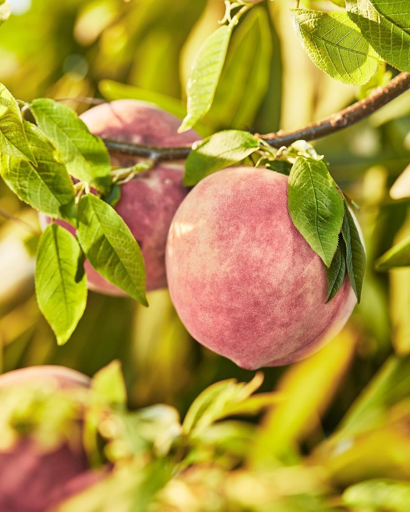 Skylar Peach Fields Eau de Parfum - Hypoallergenic Vegan Perfume for Sensitive Skin | Sweet Mandarin & Peach Notes - 10mL