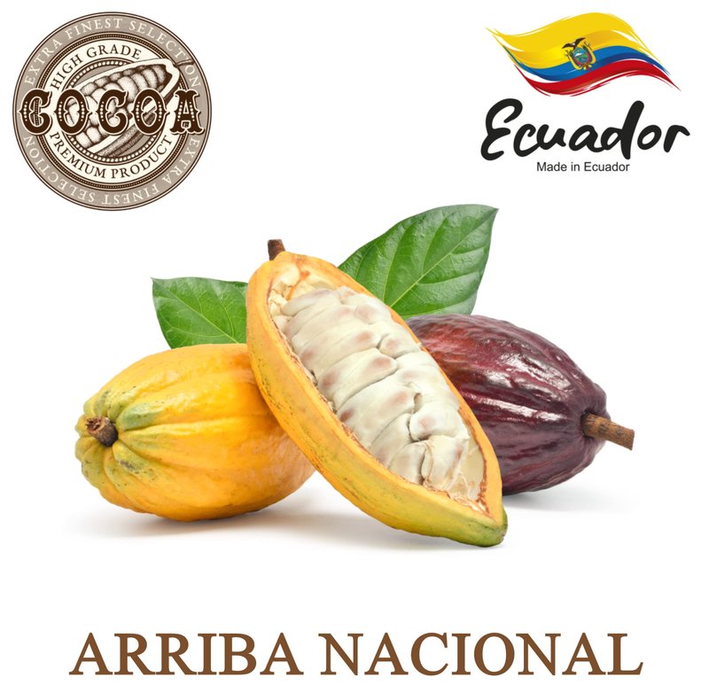 Plant Guru Raw Cocoa Butter 14.5 oz. 100% Pure Natural Unrefined FOOD GRADE Arriba Nacional Cacao Bean, Great For Chocolate Making, Soap, Lip Balm and Moisturizer For DIY Body Butters