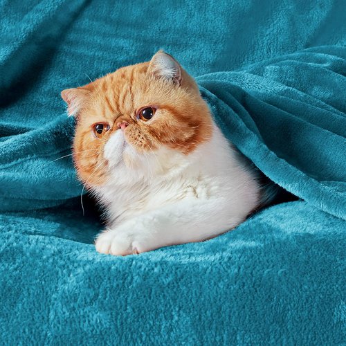 Bedsure GentleSoft Fleece Throw Blanket - Soft, Lightweight Plush Cozy Blanket in Teal, 50x60 Inches